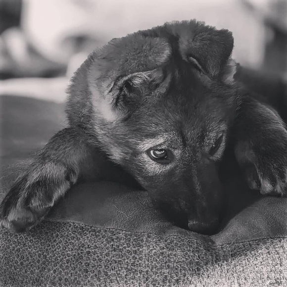 Meet your Posher, Victoria - Picture 1 of 1